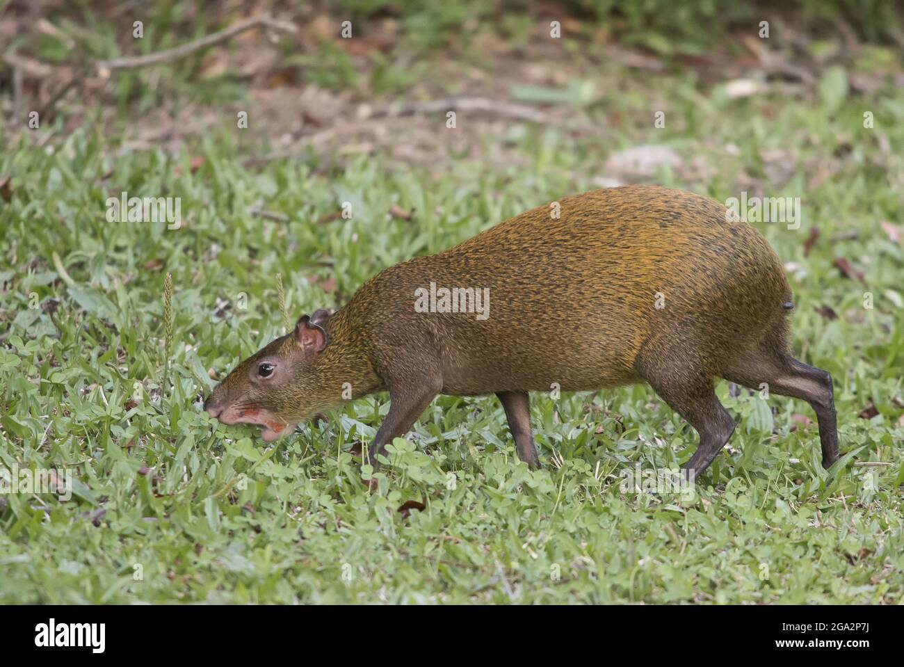 A Central American agouti (Dasyprocta punctata) forages for food; Monteverde, Costa Rica Stock Photo