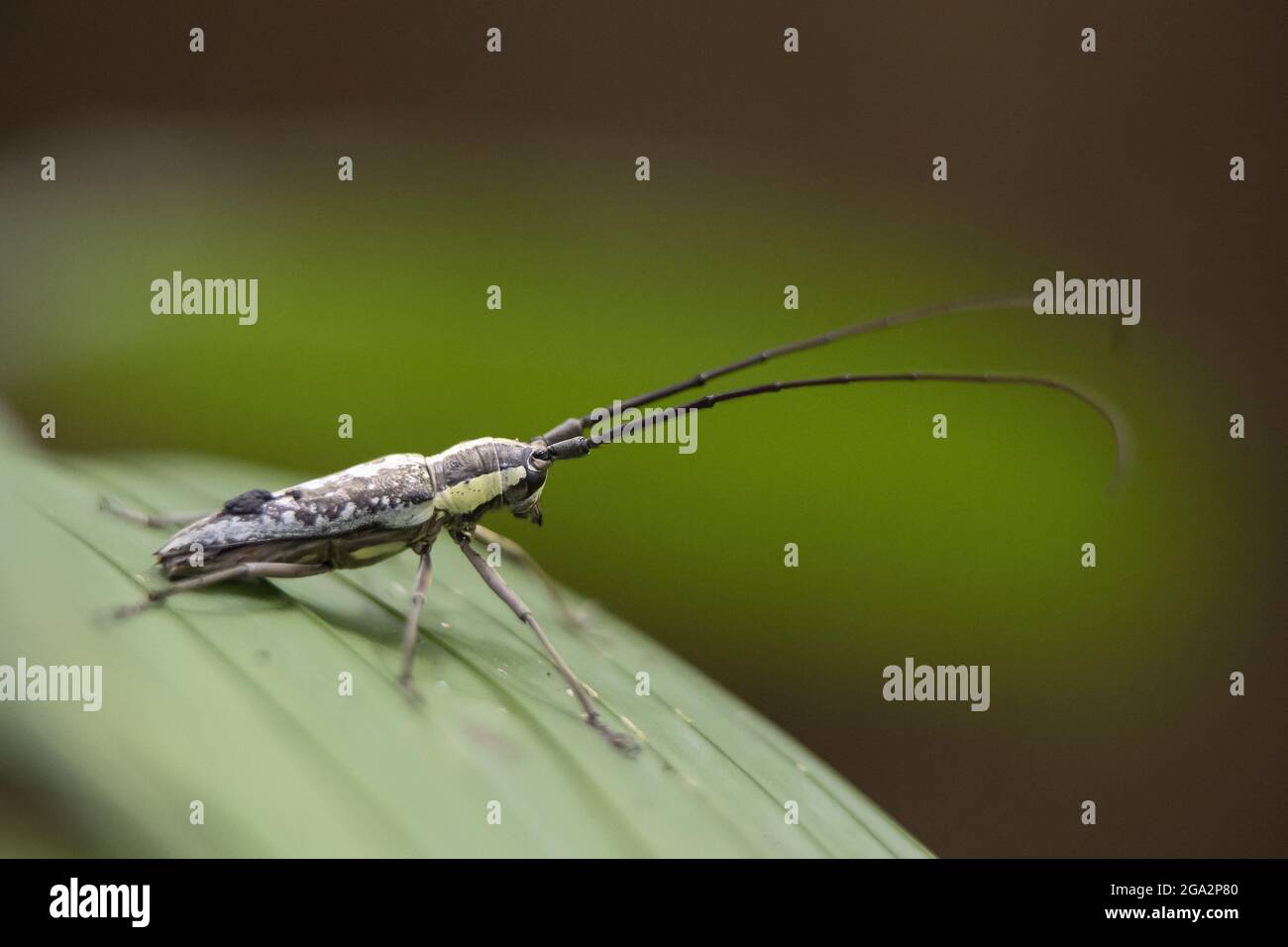 A Click beetle (Elateridae) rests on the leaf of a plant; Puntarenas, Costa Rica Stock Photo