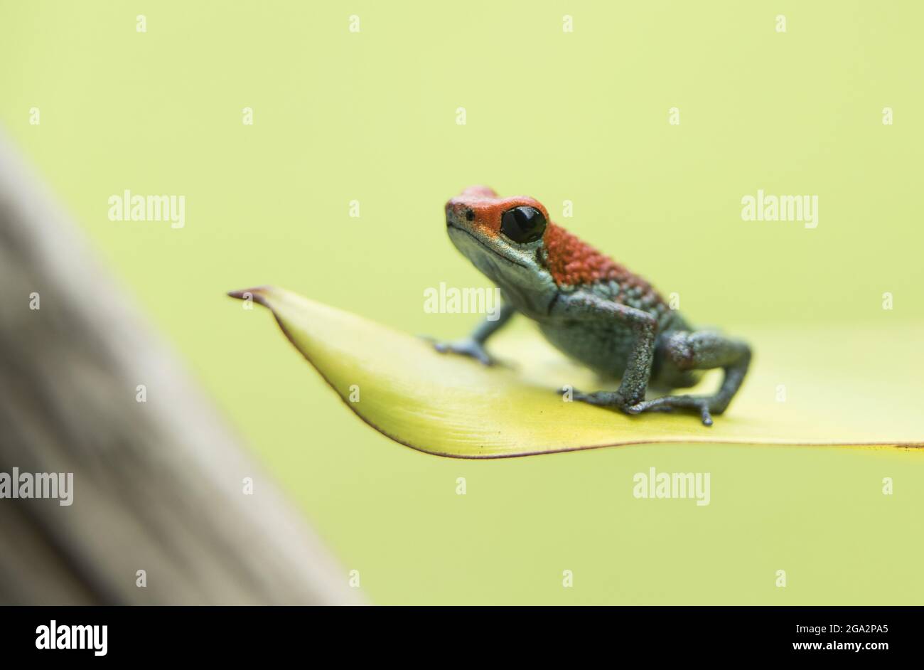 A Granular poison dart frog rests on a plant in Corcovado National Park. Stock Photo