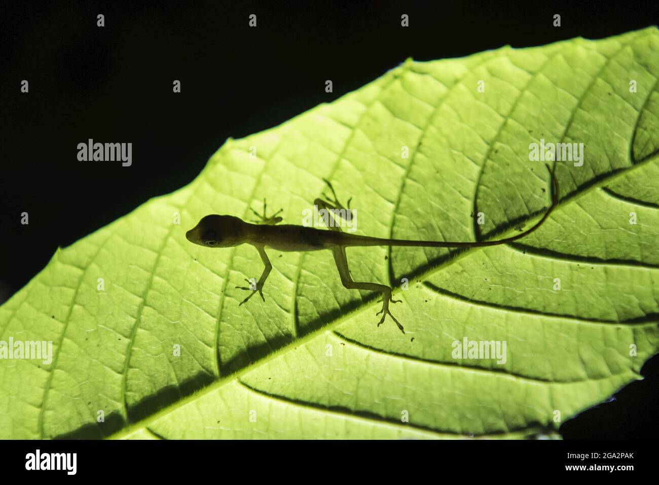 An endemic Golfo Dulce anole (Norops polylepis) walks on a large plant leaf at night; Puntarenas, Costa Rica Stock Photo
