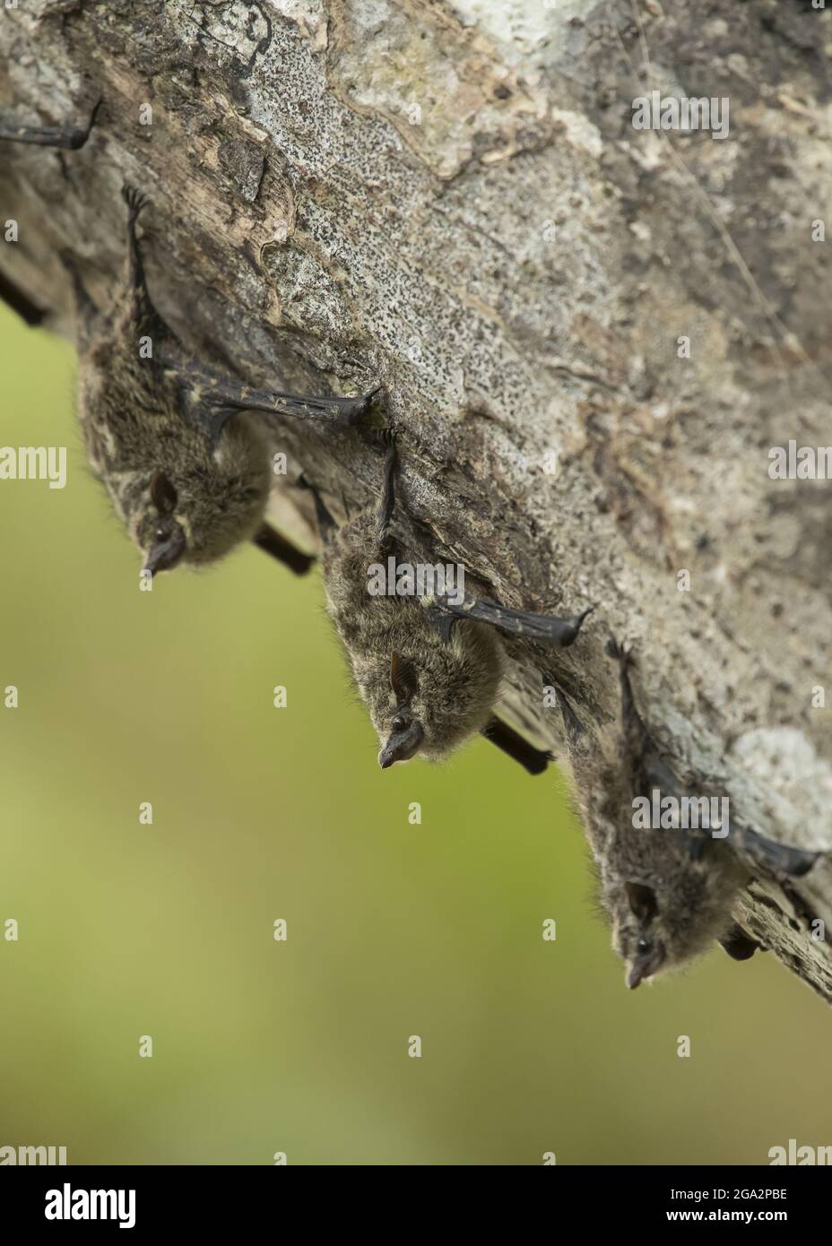 Proboscis bats (Rhynchonycteris naso) rest on a tree trunk along the