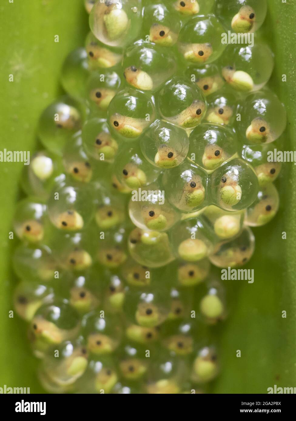 Embryos of a Red-eyed treefrog (Agalychnis callidryas) hang on a leaf; Puntarenas, Costa Rica Stock Photo