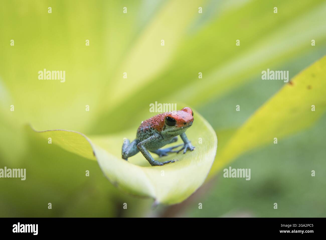 A Granular poison dart frog rests on a plant in Corcovado National Park. Stock Photo