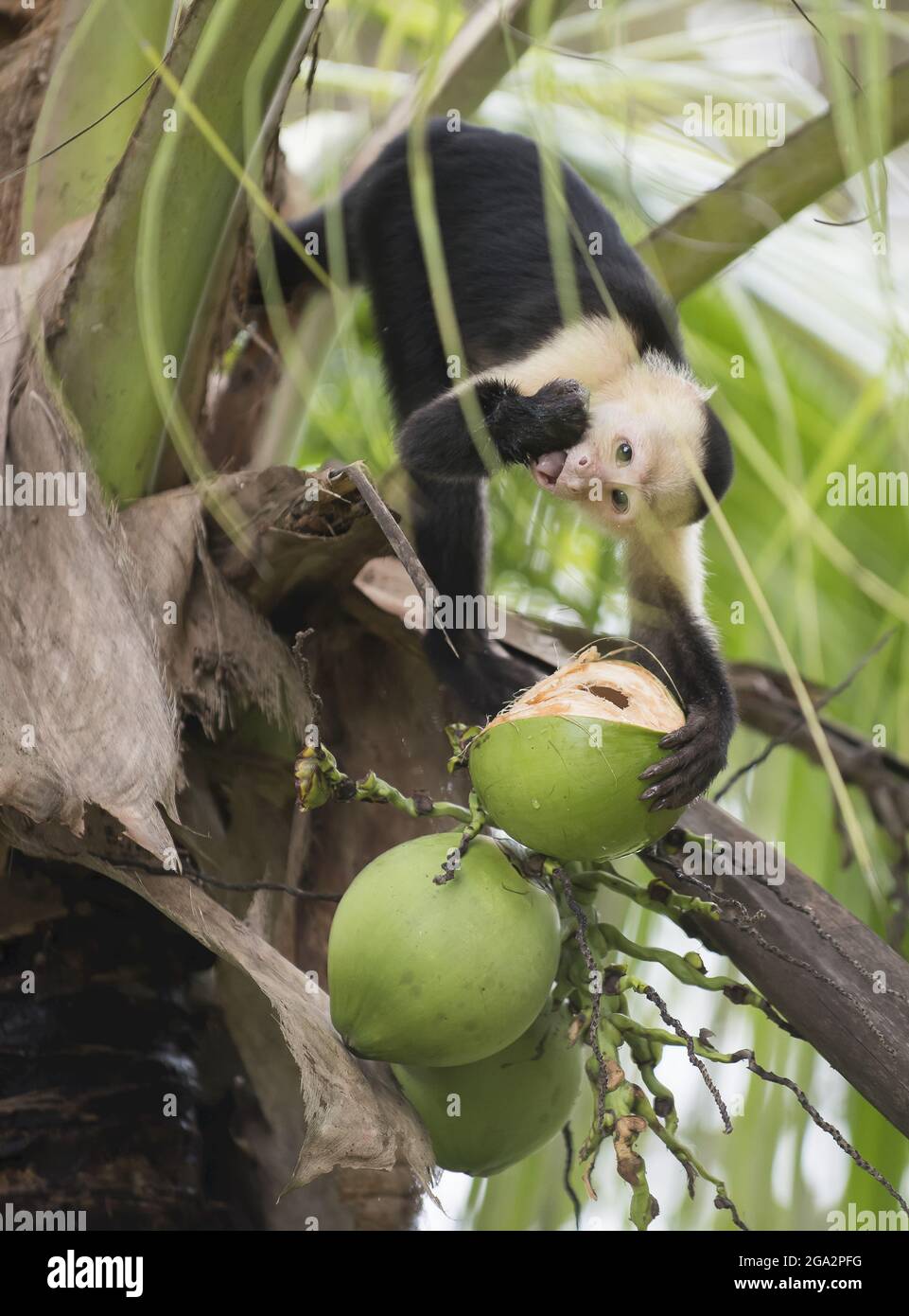 Monkey sticking tongue out hi-res stock photography and images - Alamy