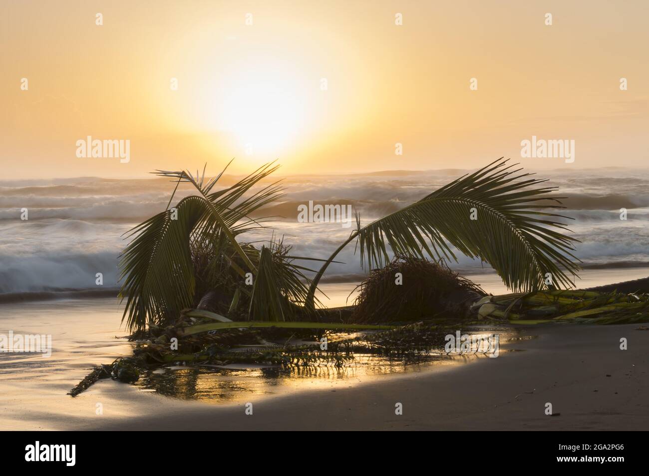 Sunrise over the Caribbean Sea on Costa Rica's eastern coastline with palm fronds from a fallen palm tree (Arecaceae) lying on the beach Stock Photo