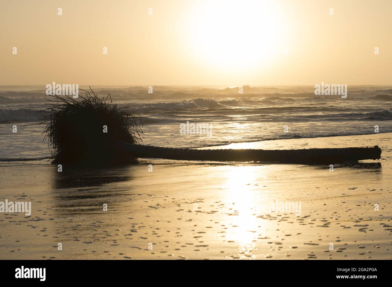 Sunrise over the Caribbean Sea on Costa Rica's eastern coastline with a silhouette of a fallen palm tree (Arecaceae) lying on the beach Stock Photo
