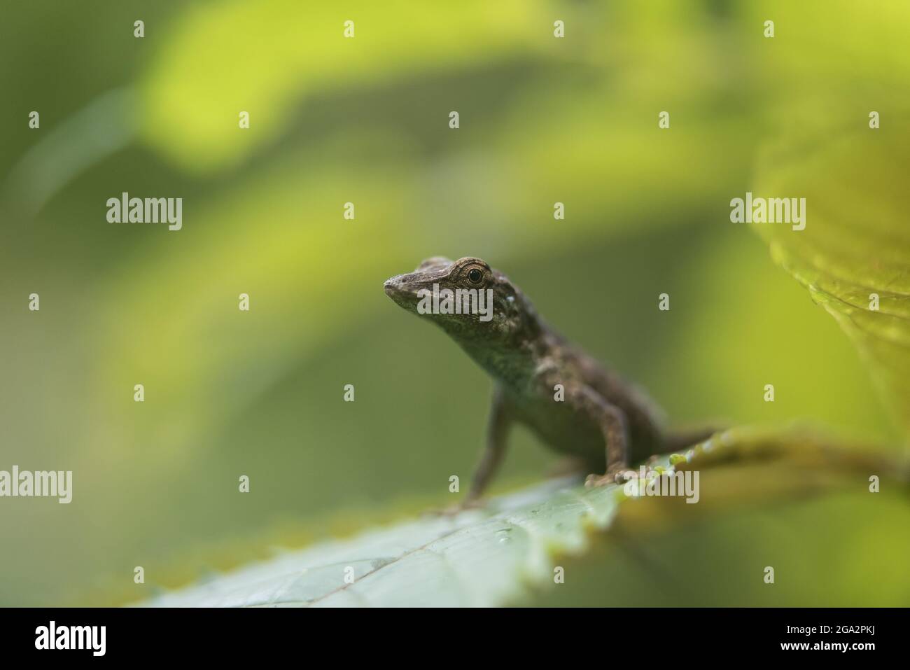 A Slender anole (Anolis fuscoauratus) perches on a leaf in the rainforest; Puntarenas, Costa Rica Stock Photo