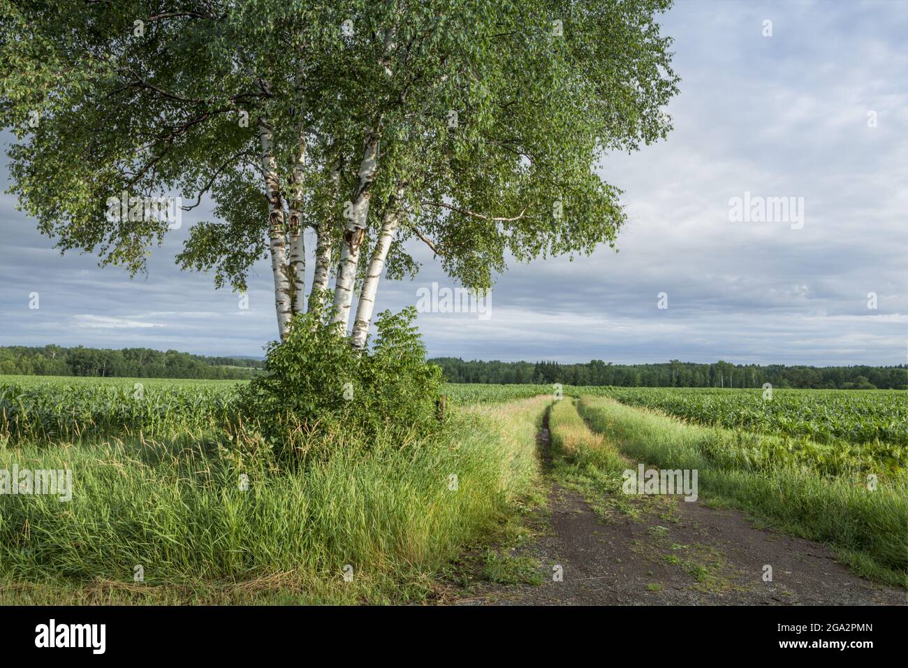 A tree stands alone on the edge of farmland; Thunder Bay, Ontario, Canada Stock Photo