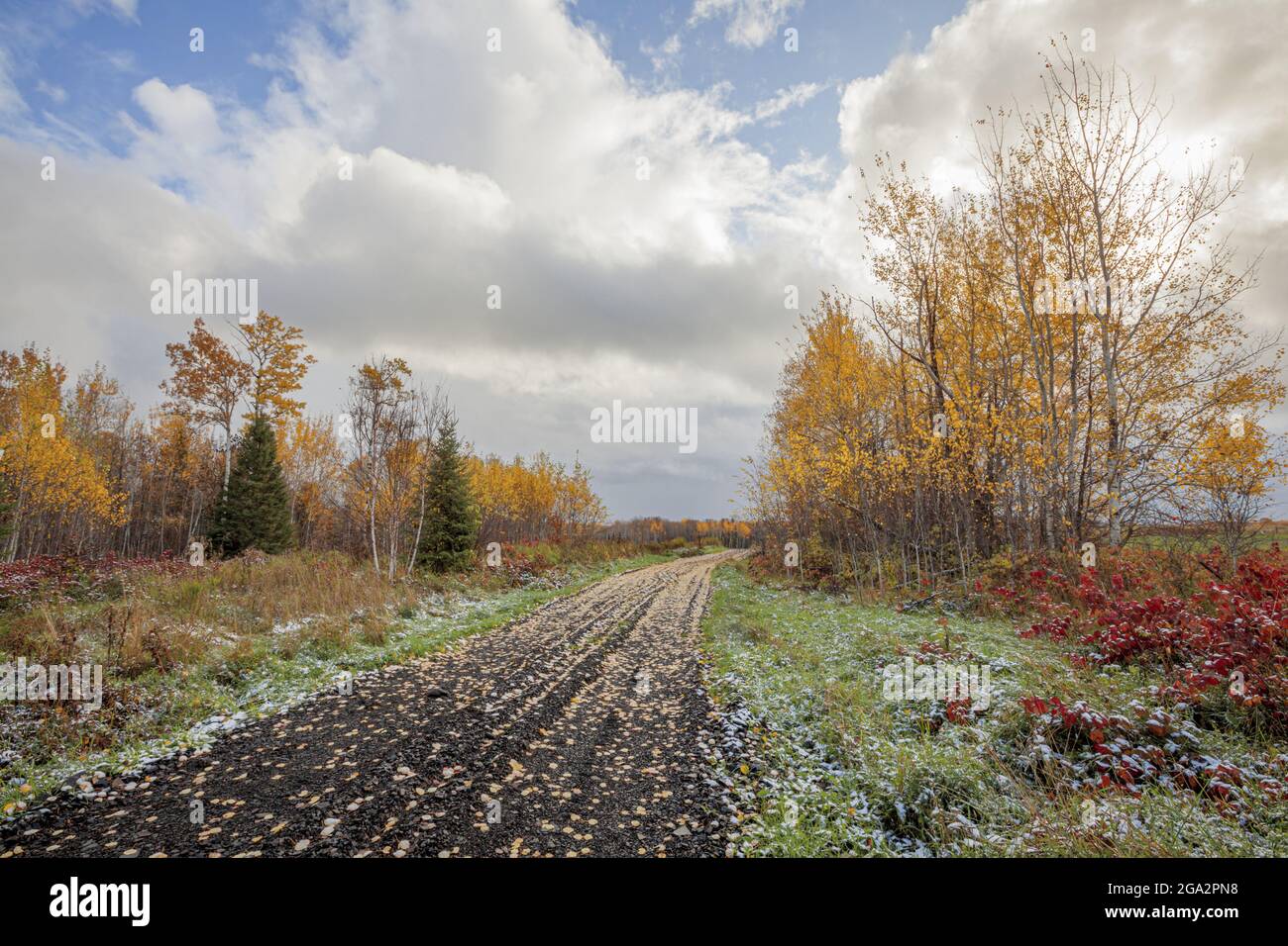 Autumn colours along a country road in Northern Ontario; Thunder Bay, Ontario, Canada Stock Photo