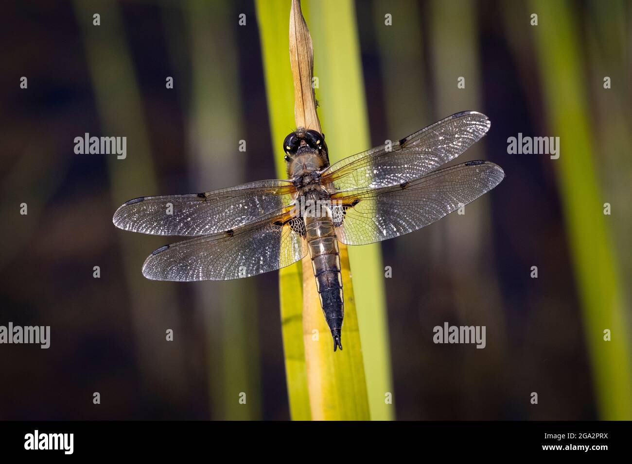 Four-Spotted Chaser dragonfly, Libellula quadrimaculata, at rest on leaf in Norfolk, UK. Stock Photo