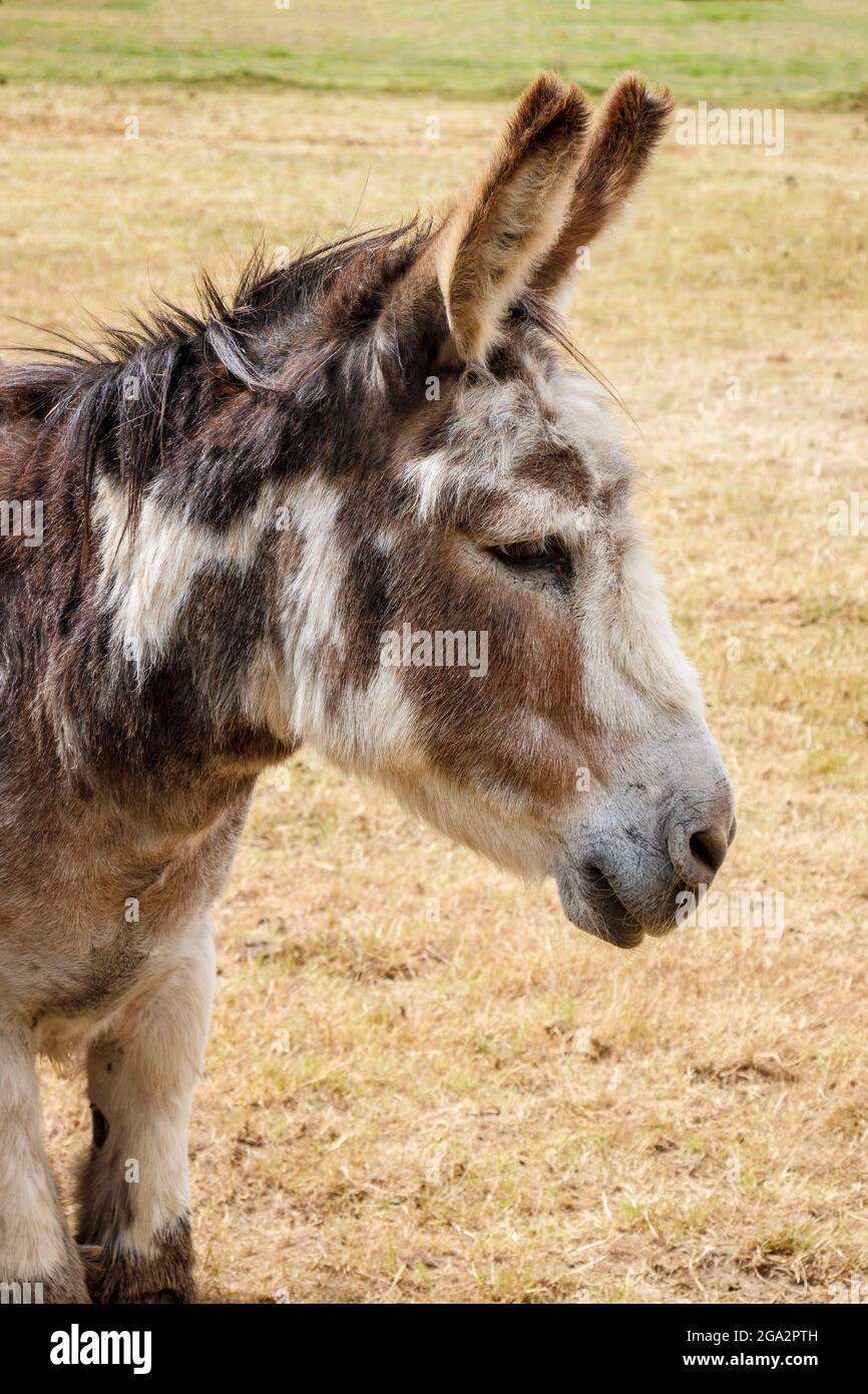 Donkey at a donkey sanctuary. Head portrait. Stock Photo
