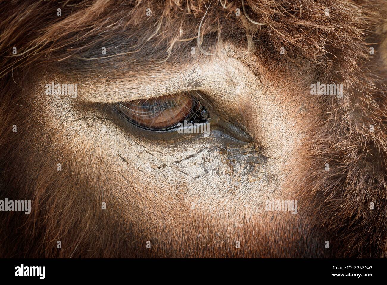Donkey at a donkey sanctuary. Close-up detail of the eye. Stock Photo