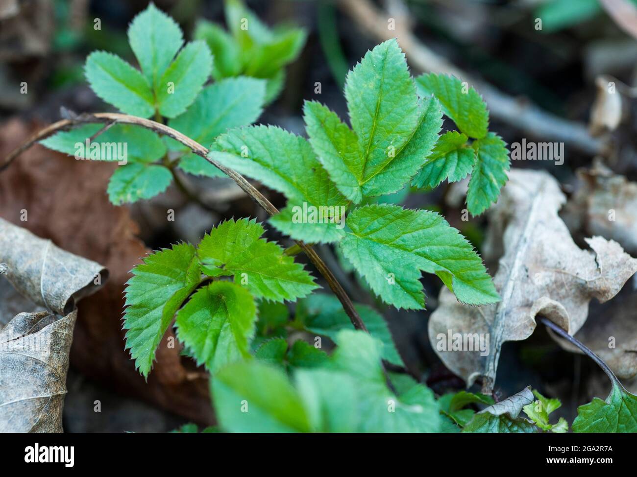 Wild Edible Plants Ground Elder Or Goutweed Aegopodium Podagraria wild-edible-plants-ground-elder-or-goutweed-aegopodium-podagraria
