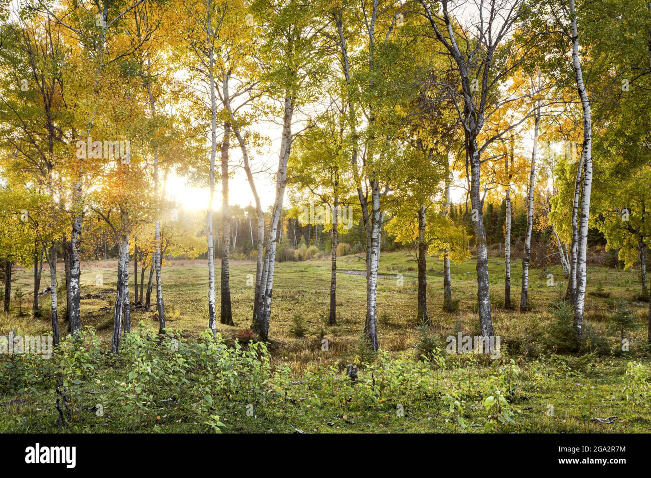 Sunrise light through an autumn coloured forest; Thunder Bay, Ontario, Canada Stock Photo