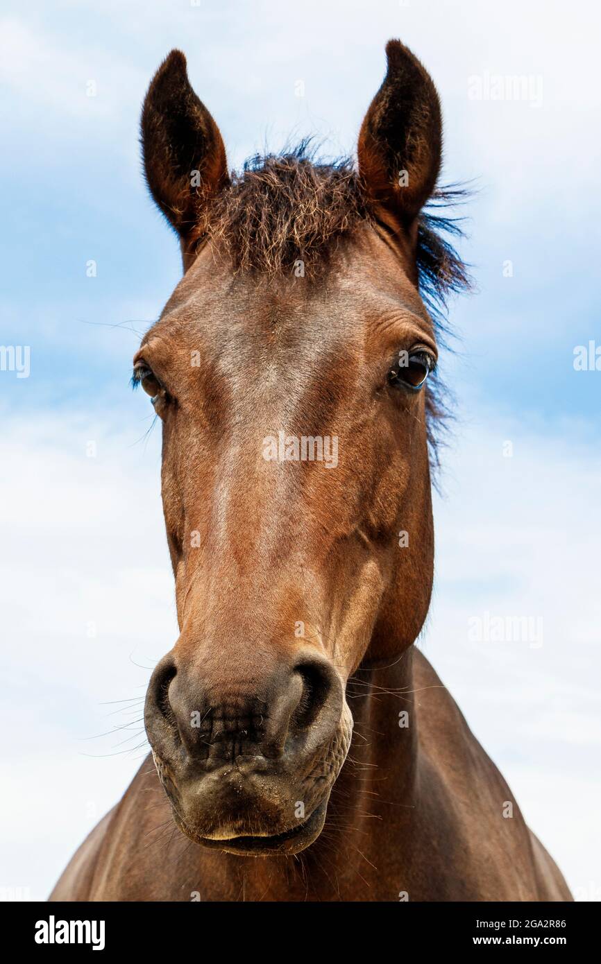 Portrait image of a horse at a horse and donkey sanctuary. Stock Photo