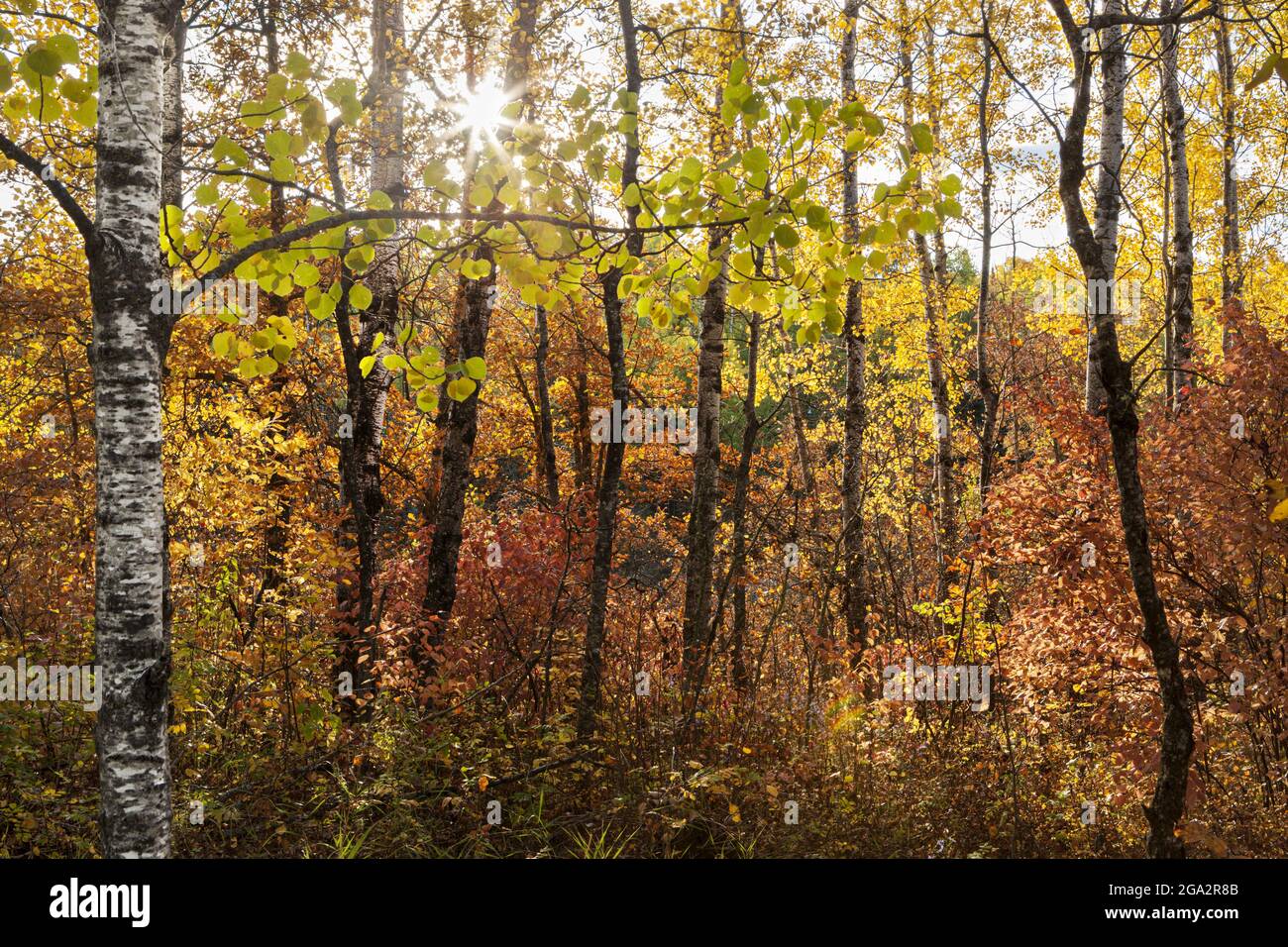 Vibrant colours of trees in autumn; Thunder Bay, Ontario, Canada Stock Photo