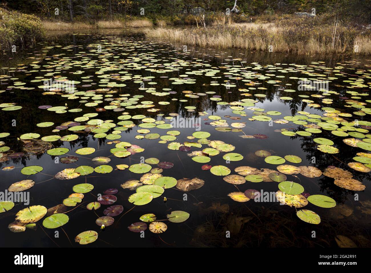 Autumn coloured lily pads on a pond; Thunder Bay, Ontario, Canada Stock Photo