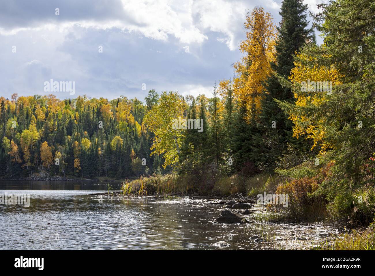 Autumn coloured forest in Northern Ontario; Thunder Bay, Ontario, Canada Stock Photo
