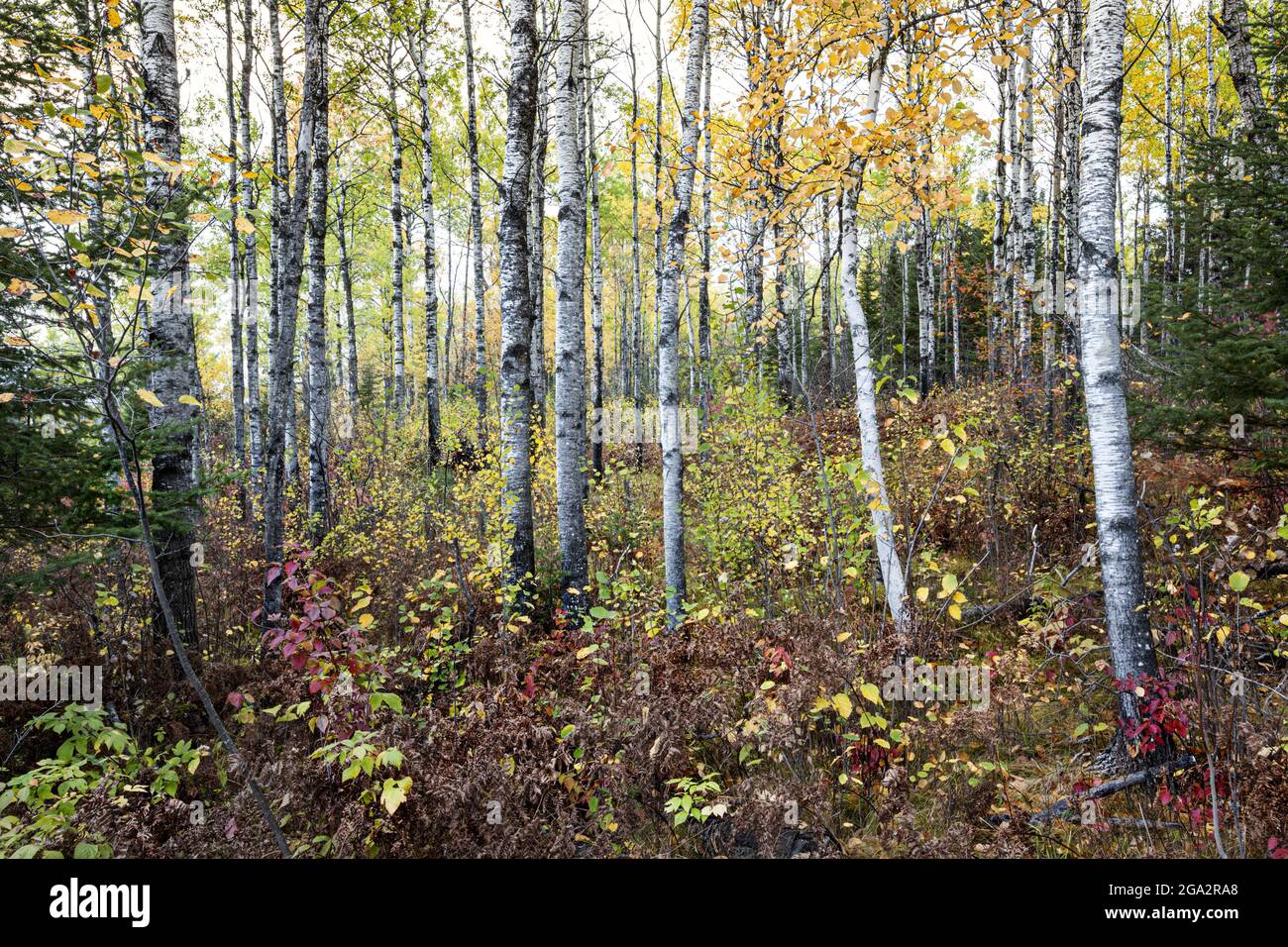 Vibrant colours of autumn trees in Northern Ontario; Thunder Bay, Ontario, Canada Stock Photo