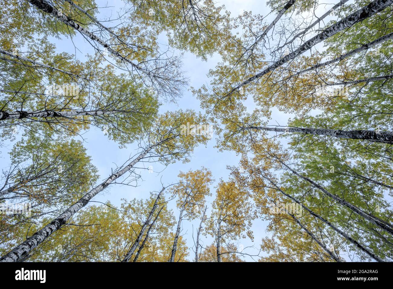 Autumn coloured treetops against a blue sky; Thunder Bay, Ontario, Canada Stock Photo