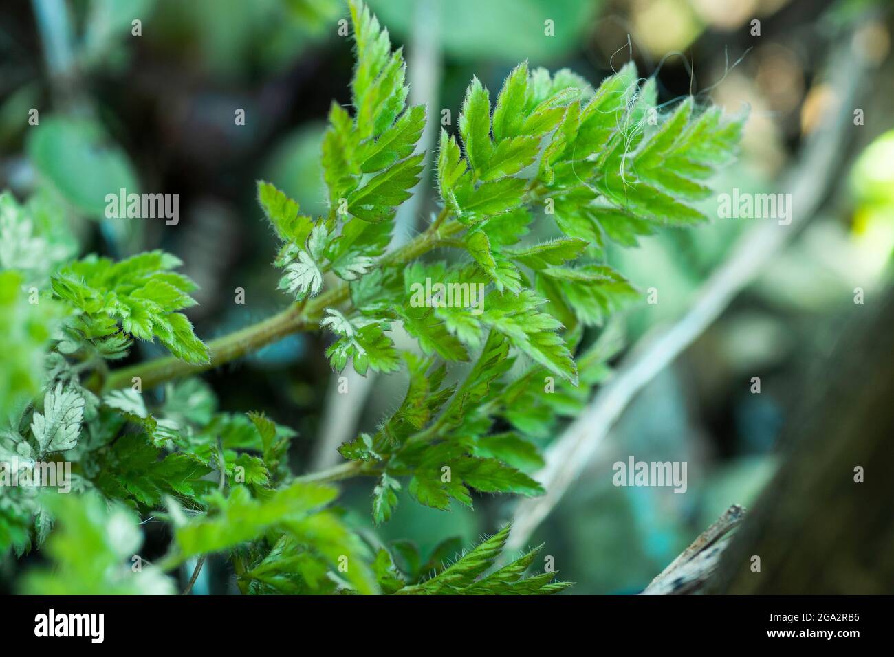 Wild, edible plants -  cicely (Myrrhis odorata) Photo: Claudio Bresciani / TT / code 10090 Stock Photo