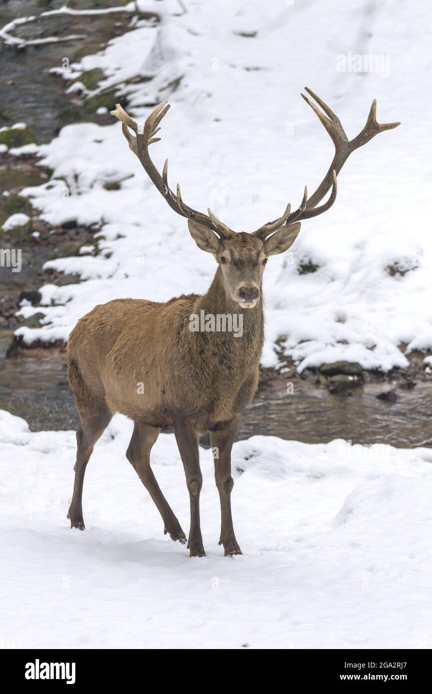 Red Deer stag (Cervus elaphus) in winter looking at the camera; Odenwald, Hesse, Germany Stock Photo
