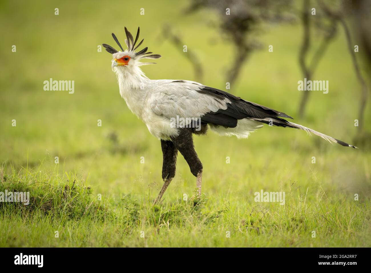 Secretary bird (Sagittarius serpentarius) walks across grass near bushes; Narok, Masai Mara, Kenya Stock Photo