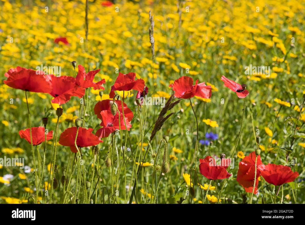 Red poppies in a field of yellow daisies. Summertime in Norfolk, UK. Stock Photo