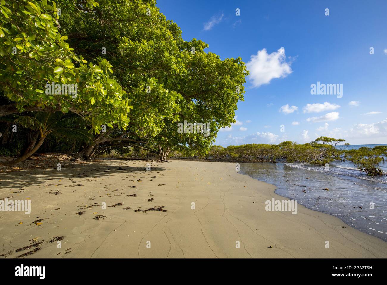 Close-up of a sandy beach with mangrove trees lining the shoreline at Cape Tribulation, where the Daintree Rainforest meets the Coral Sea on the Pa... Stock Photo