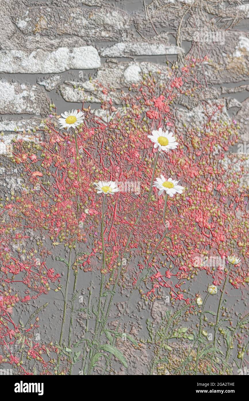 Mixed media materials blended flower photography, Scotland in Spring. Daisies and red foliage growing against a stonewall made to look like a painting. Stock Photo
