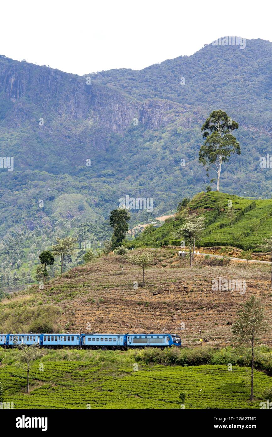 The famous Blue Train, passing through countryside and the Tea Estates in Hill Country; Nanu Oya, Hill Country, Central Province, Sri Lanka Stock Photo