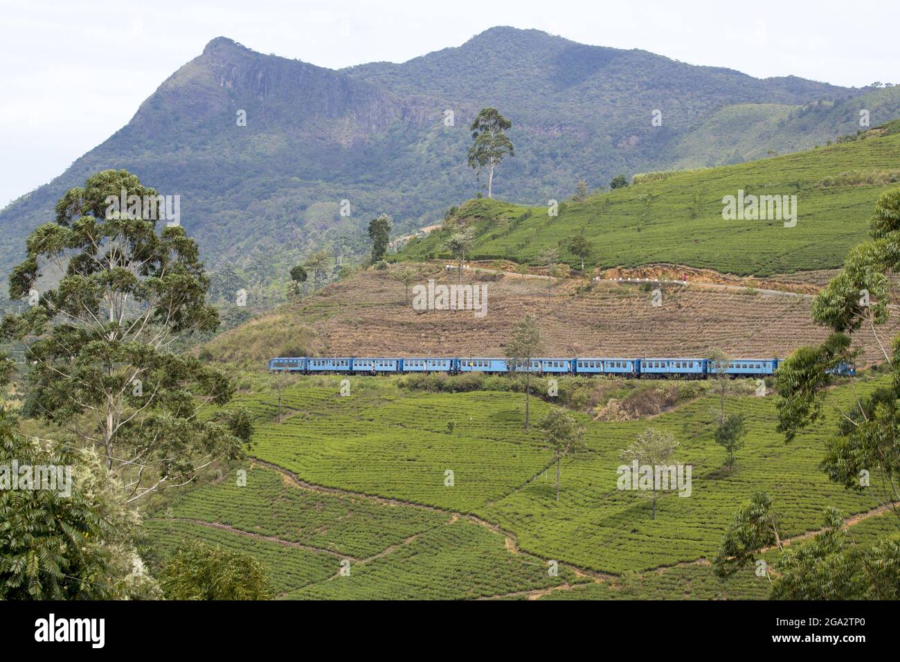 The famous Blue Train, passing through countryside and the Tea Estates in Hill Country; Nanu Oya, Hill Country, Central Province, Sri Lanka Stock Photo