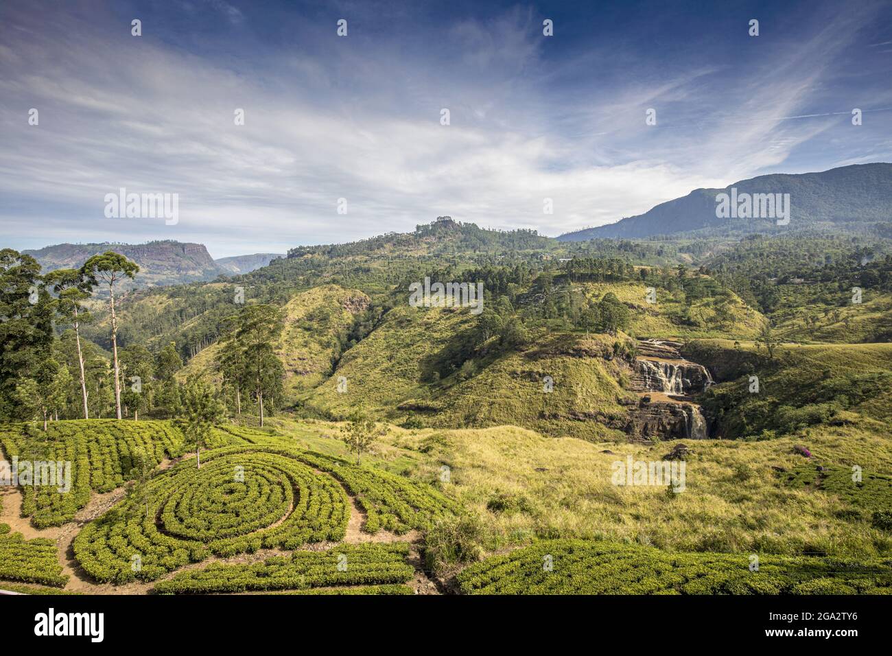 Overlooking the countryside and Tea Estates with tea bushes planted in circular patterns near Nanu Oya in the Hill Country Stock Photo
