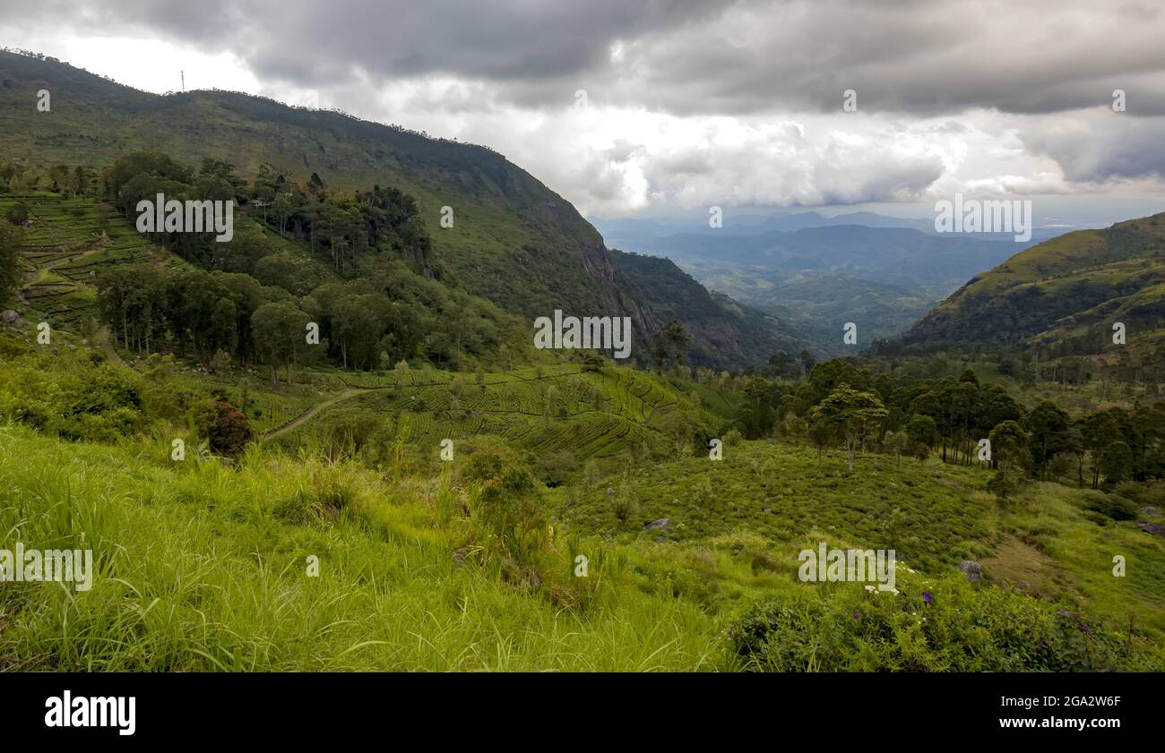 Landscape on the Dambatenne Tea Estate, Hill Country, Sri Lanka; Dambatenne, Badulla District, Sri Lanka Stock Photo