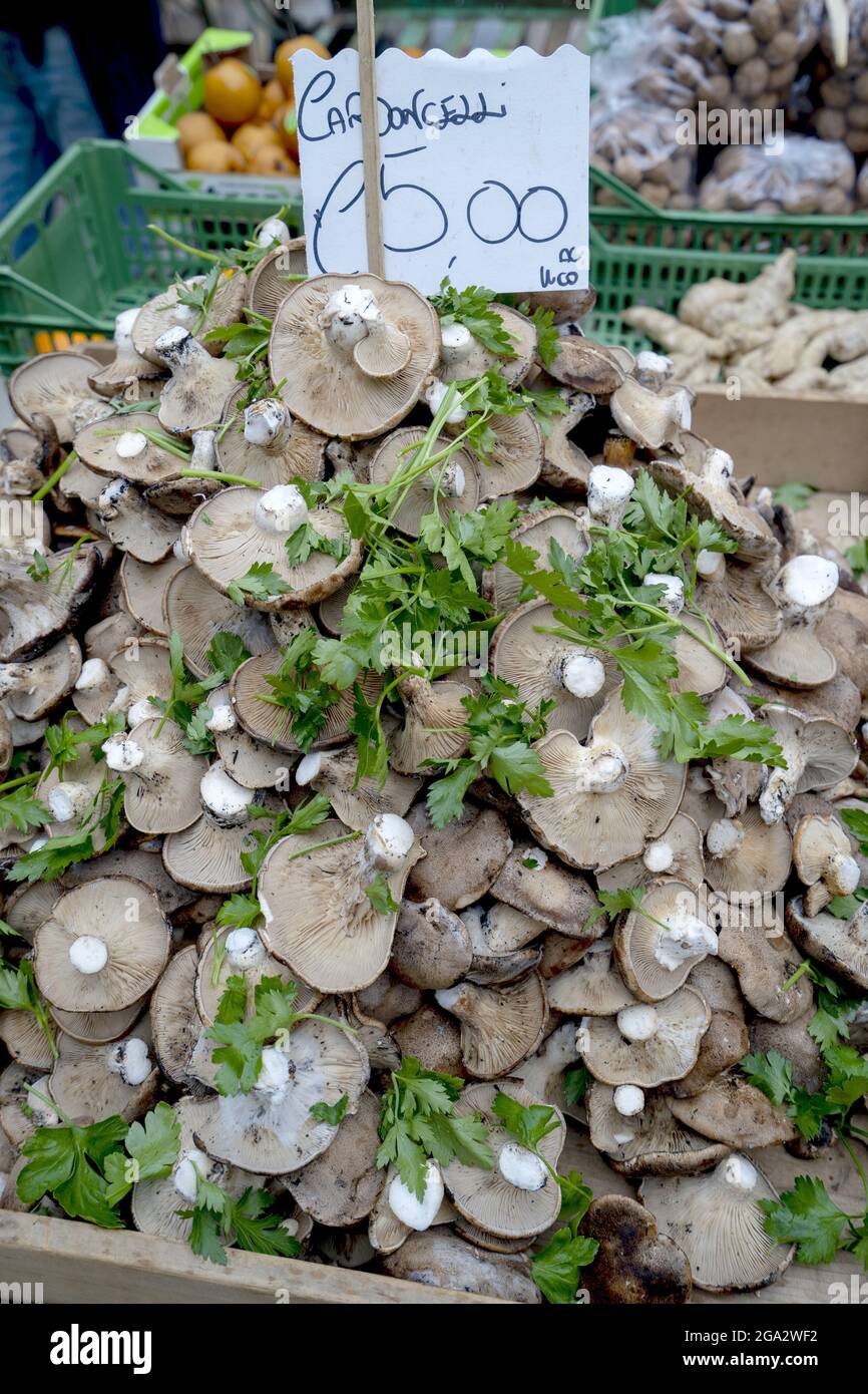 Wild mushrooms in the market of Matera, Italy; Matera, Basilicata, Italy Stock Photo