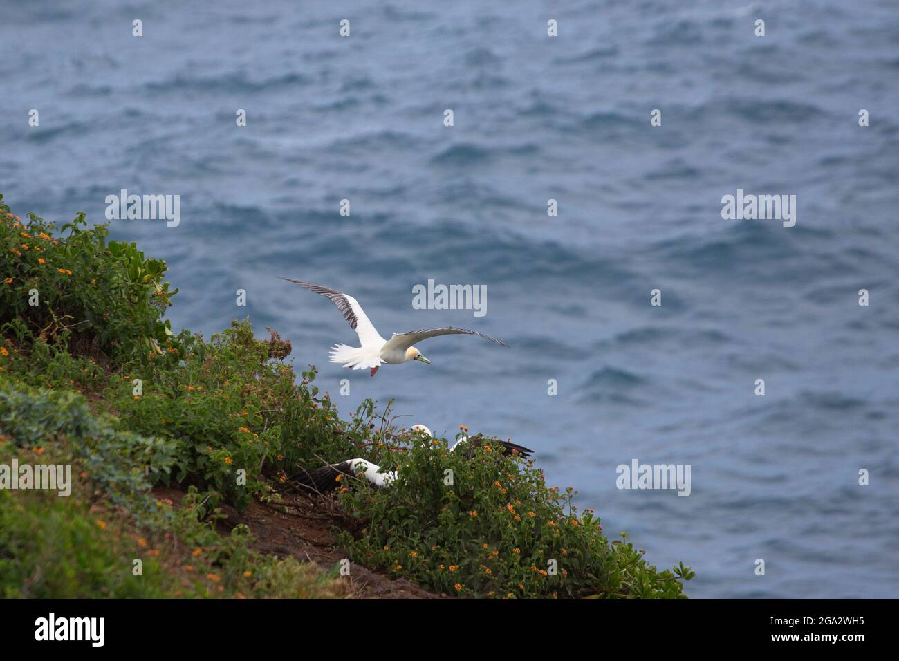 Red-footed Booby landing on cliffside nest over the Pacific Ocean in Kilauea Point National Wildlife Refuge, Kauai (Sula sula rubripes) Stock Photo