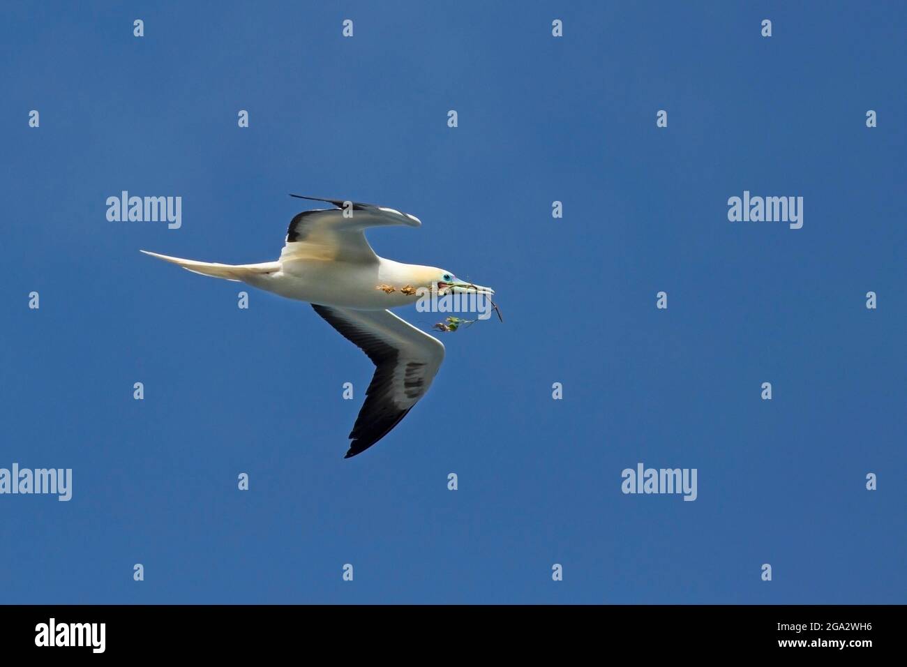 Red-footed Booby (Sula sula rubripes) white color phase, flying with twig in beak for nesting material, Kilauea Point National Wildlife Refuge, Kauai Stock Photo