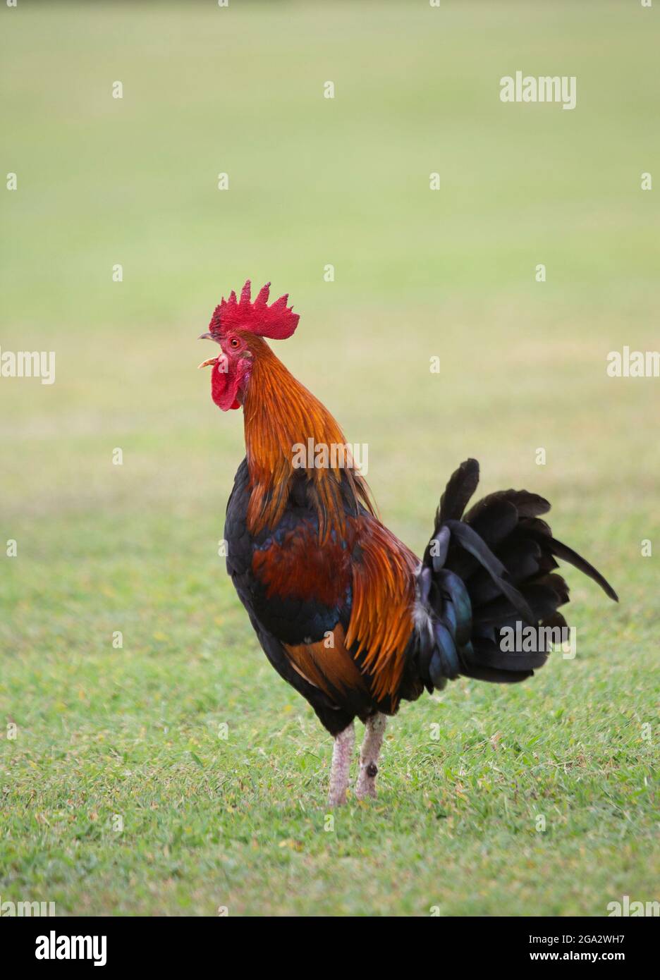 Wild rooster crowing on grass lawn (Gallus gallus domesticus) Stock Photo