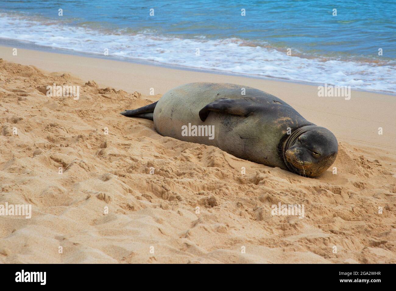 Pregnant female Hawaiian Monk Seal resting on Poipu Beach in Kauai, Hawaii (Neomonachus schauinslandi) Stock Photo