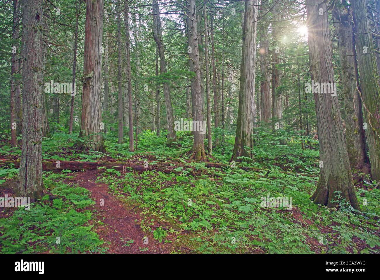 Lush forest with the sun shining through the trees on the West coast of Canada; British Columbia, Canada Stock Photo