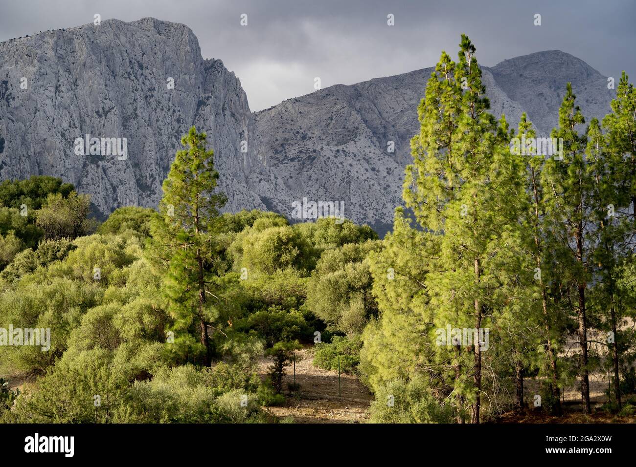 Sunlit evergreen trees with majestic mountain ridge near Su Gologone; Sardinia, Italy Stock Photo