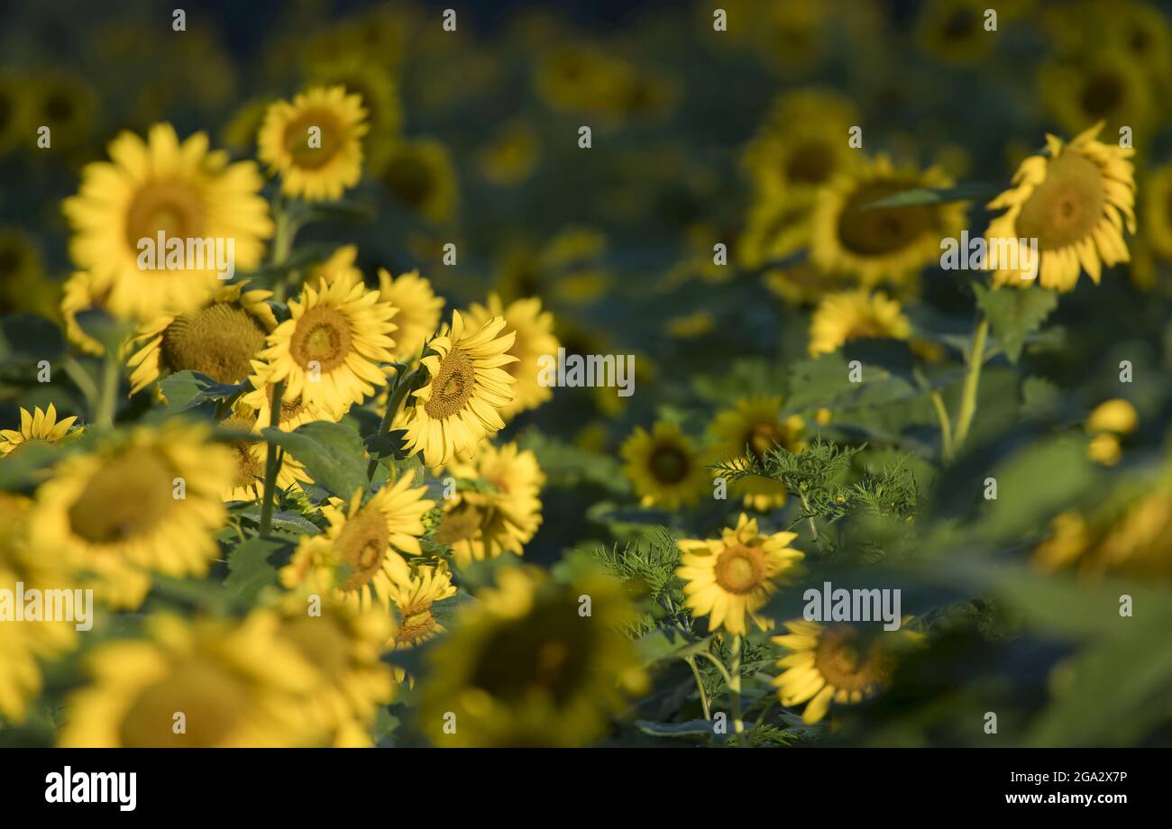 Sunrise over a field of sunflowers (Helianthus) blooming in summertime; Maryland, United States of America Stock Photo