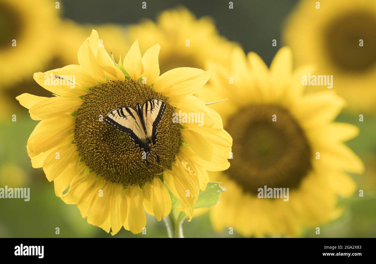 An Eastern Tiger swallowtail (Papilio glaucus) butterfly feeds on sunflower (Helianthus) nectar; Maryland, United States of America Stock Photo