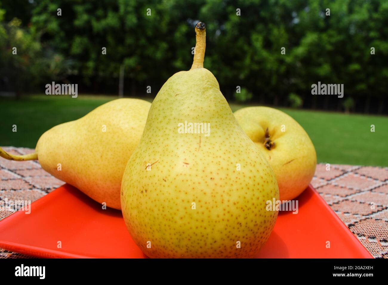 Top view of Pear fruits . Sweet soft delicious fruits on table nature lush green background. Stock Photo