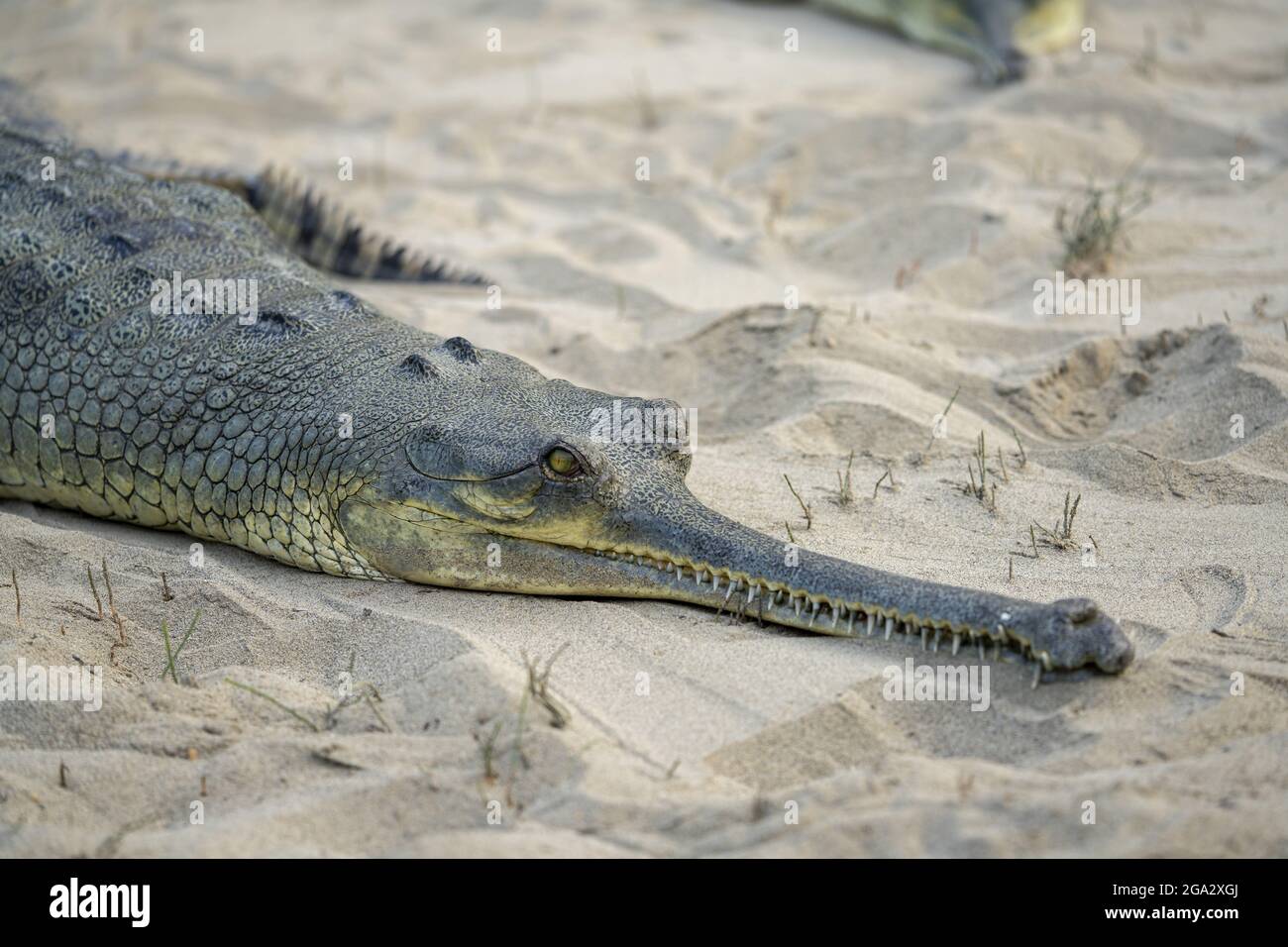 Gharial crocodile (Gavialis gangeticus) lying on the sand in breeding centre in Chitwan National Park; Chitwan, Nepal Stock Photo