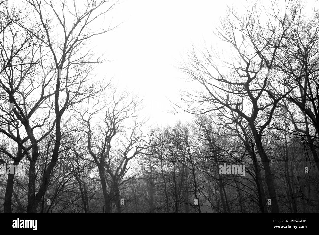 Black and white treeline in winter; Tuxedo, New York, United States of America Stock Photo