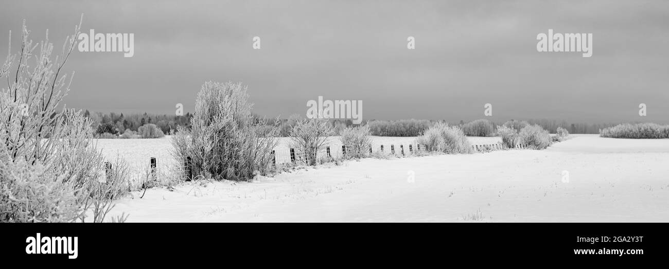Frosty trees and snow-covered field in winter; Ontario, Canada Stock Photo