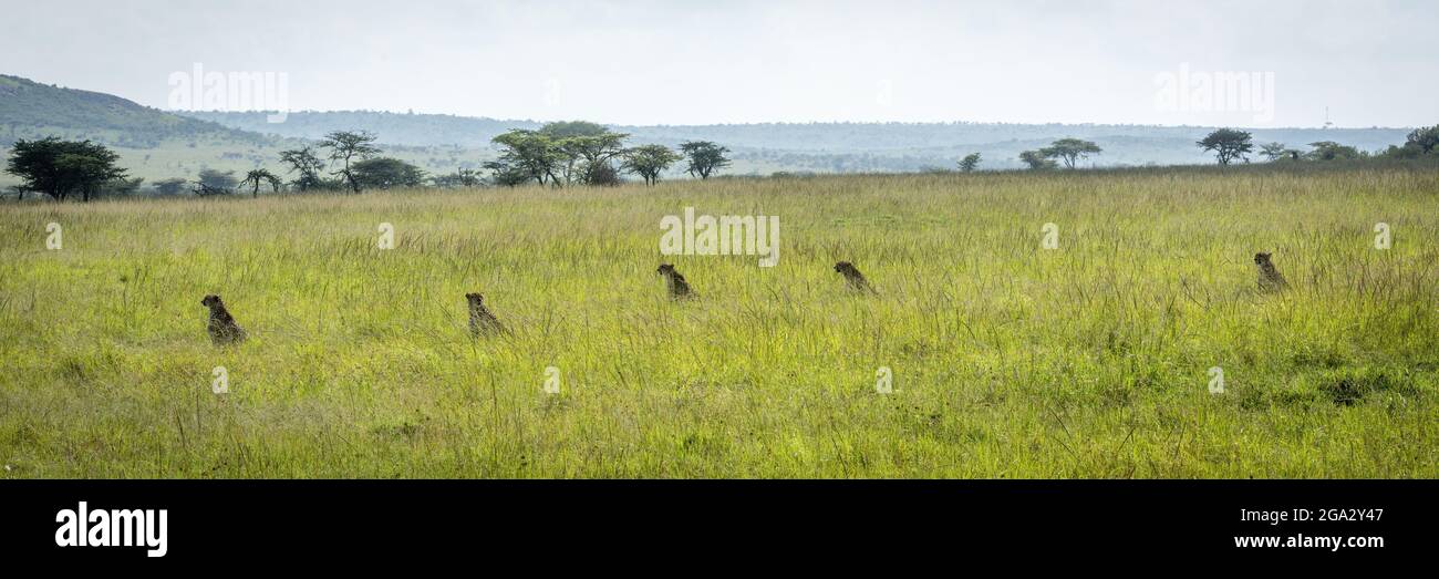 Panorama of five cheetahs (Acinonyx jubatus) sitting in grass, Maasai Mara National Reserve; Narok, Masai Mara, Kenya Stock Photo
