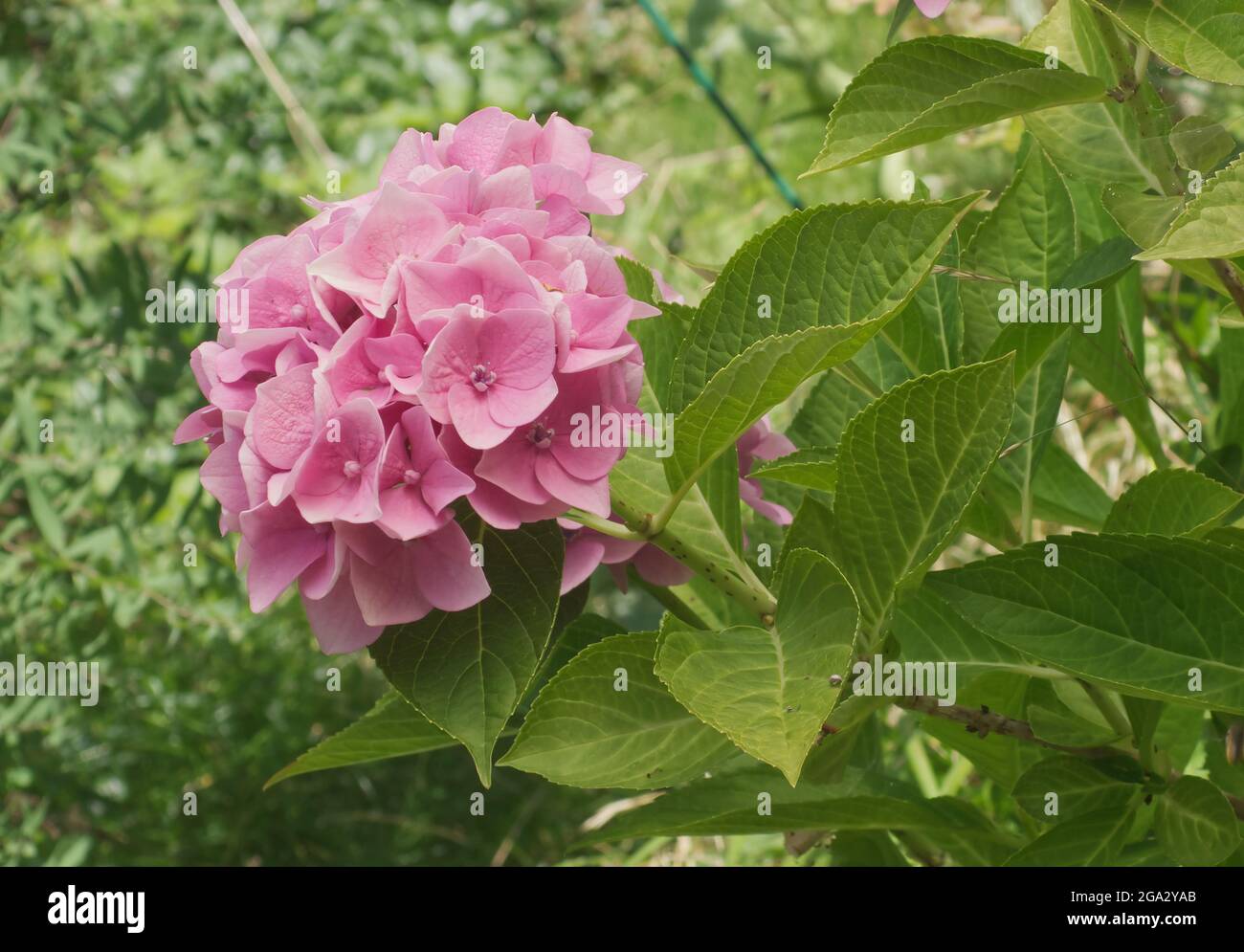 Hydrangea shrub with pink blossoms in the garden. Hydrangea is known also as hortensia. Stock Photo