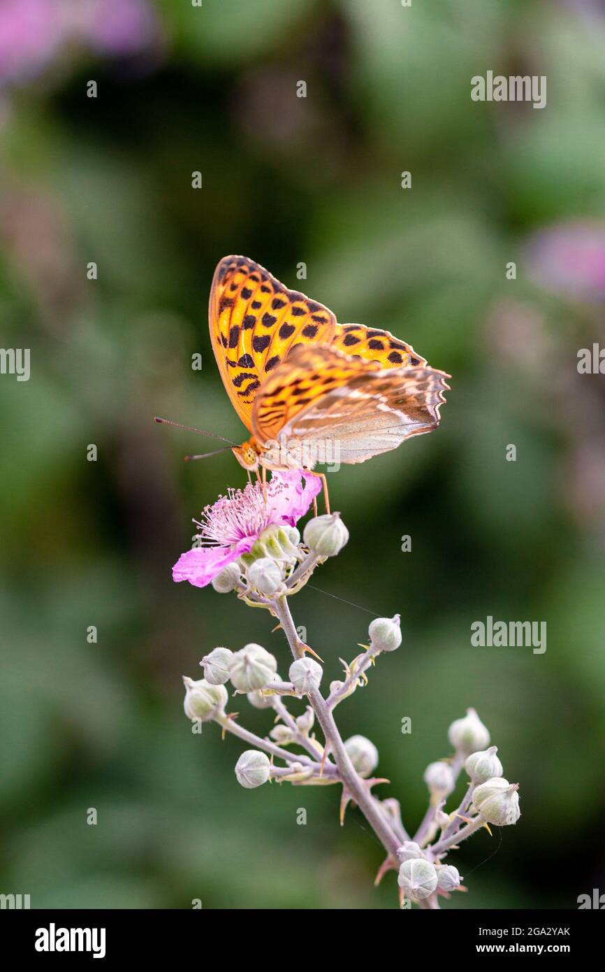 close up of a silver-washed fritillary butterfly (argynnis paphia) on a blackberry (rubus) blossom seen at Mattinata, Gargano National Park, Apulia It Stock Photo